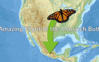 The Amazing Flight of the Monarch Butterfly