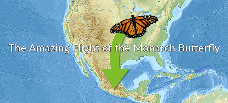 monarch butterfly migration map for kids