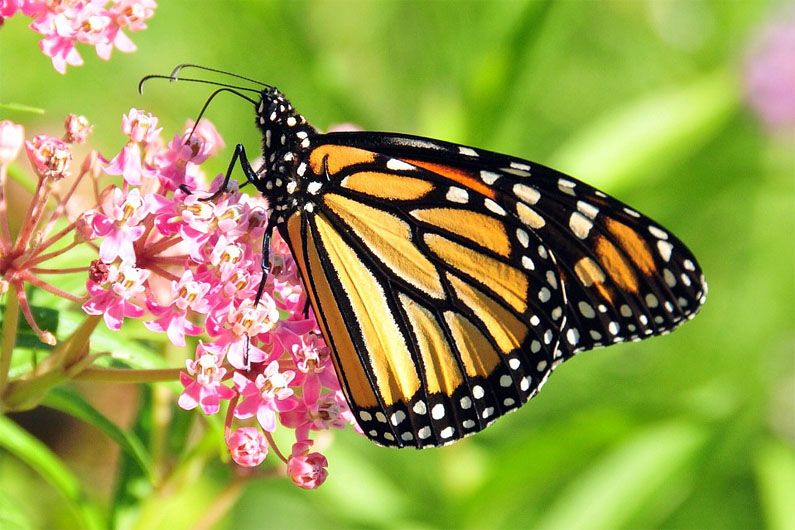 The Amazing Flight of the Monarch Butterfly - The Herb Exchange