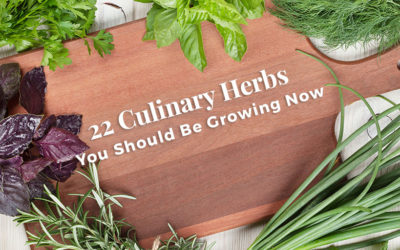 Fall Into The Perfect Culinary Herb Garden