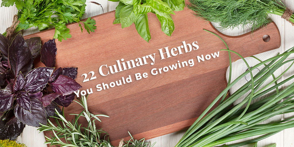 Fall Into The Perfect Culinary Herb Garden