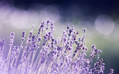 How to Choose the Right Lavender for Your Garden