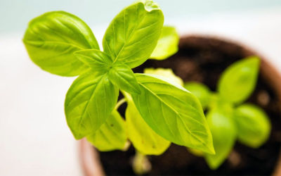 Tips for Growing Herb Plants Indoors