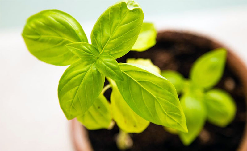 Tips for Growing Herb Plants Indoors