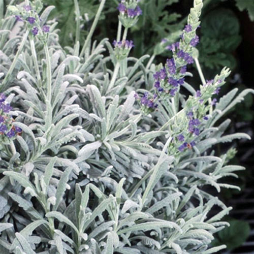 lavender plant leaves