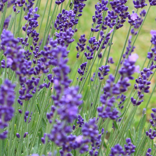 Top 10 Lavender Plants  Lavender Plant Benefits and Care Tips – Plantlane