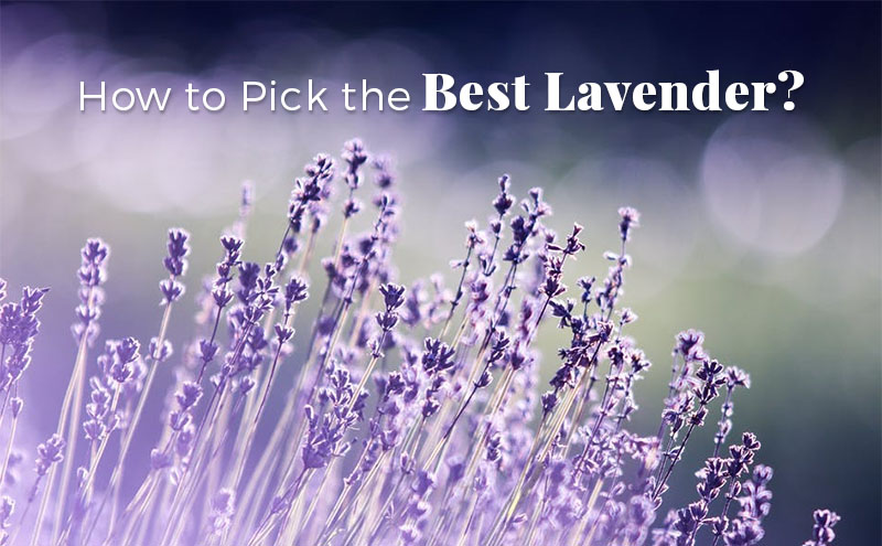 How To Choose The Best Lavender