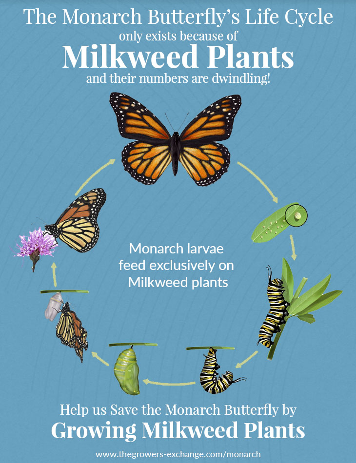 No Milkweed, No Monarchs: Why Asclepias Plants Are So Very Important ...