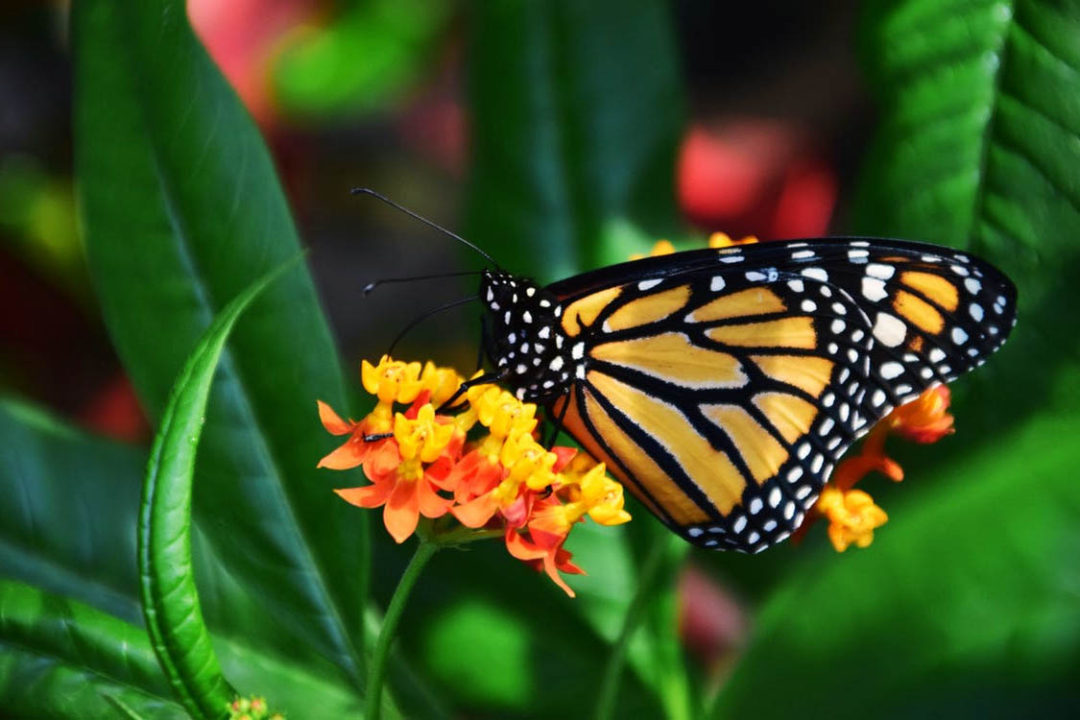 No Milkweed, No Monarchs: Why Asclepias Plants Are So Very Important ...