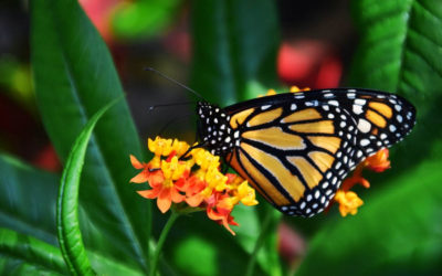 No Milkweed, No Monarchs: Why Asclepias Plants Are So Very Important!