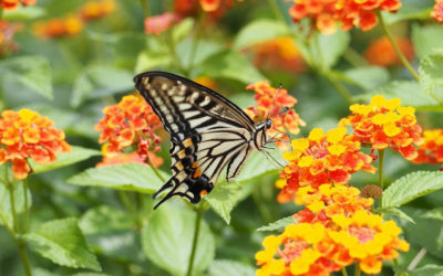 Everything You Want to Know About Growing & Using Lantana