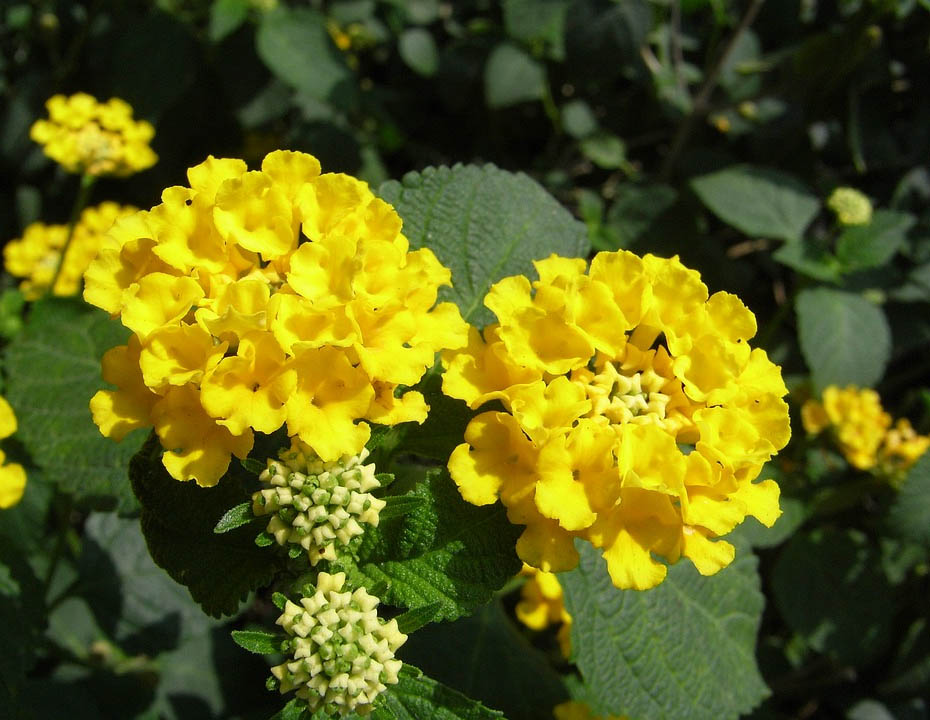 Yellow verbena The Herb Exchange Yellow verbena The Herb Exchange