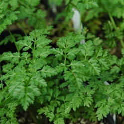 Chrevil | Best Herbs to Grow in Your Kitchen Garden