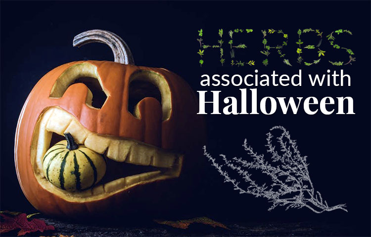 Herbs Associated with Halloween