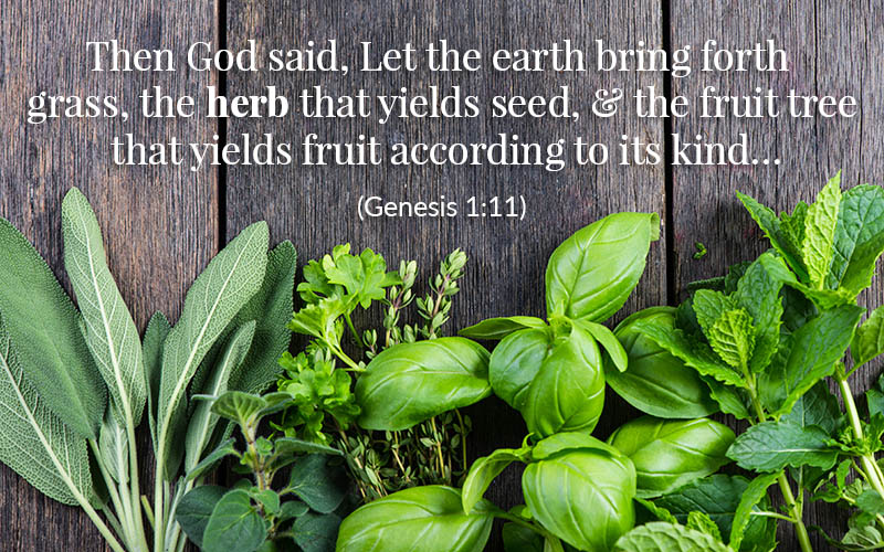 Bible Herbs: Genesis 1:11