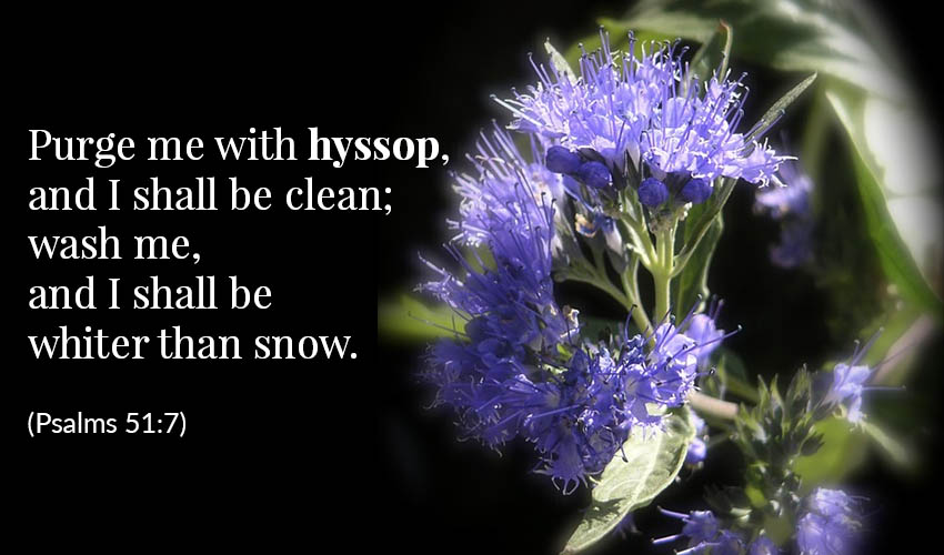 Hyssop, Bible Psalms 51:7
