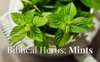 Biblical Herbs: Mints in the Bible