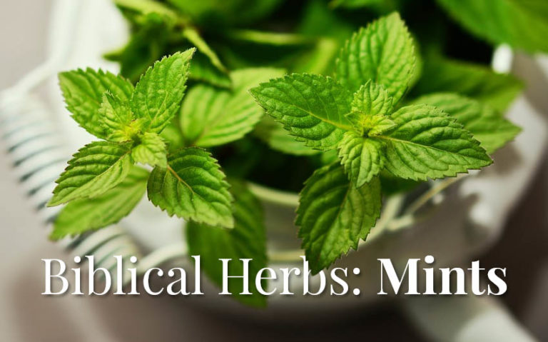 Biblical Herbs: Mints In The Bible - The Herb Exchange