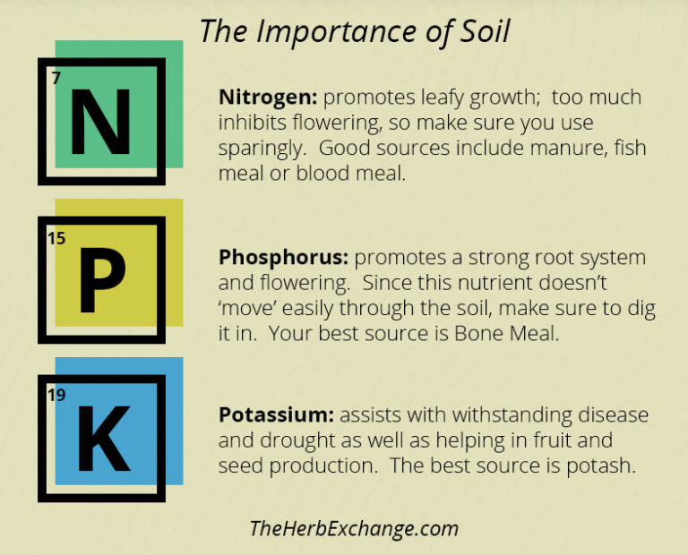 The Importance of Soil: The Foundation of Your Garden - The Herb Exchange