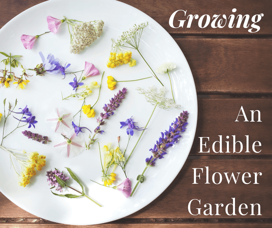 Fizz Roam Tips: Growing Edible Flowers At Home - How To Grow Flowers ...