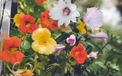 Grow an Edible Flower Garden