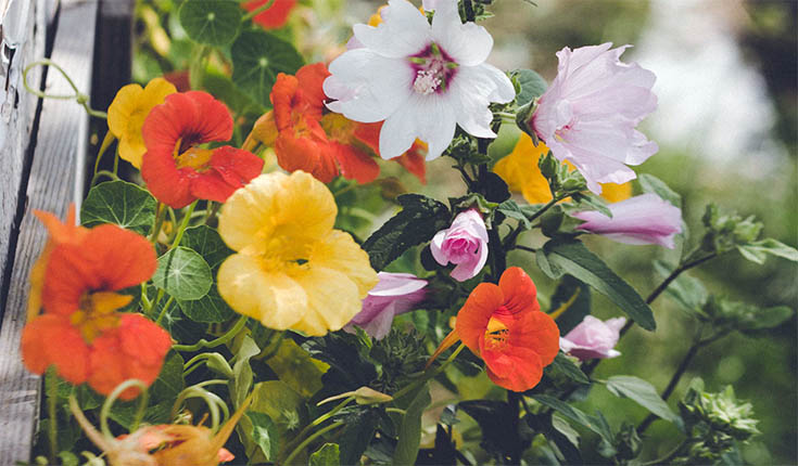 The Edible Flower Garden