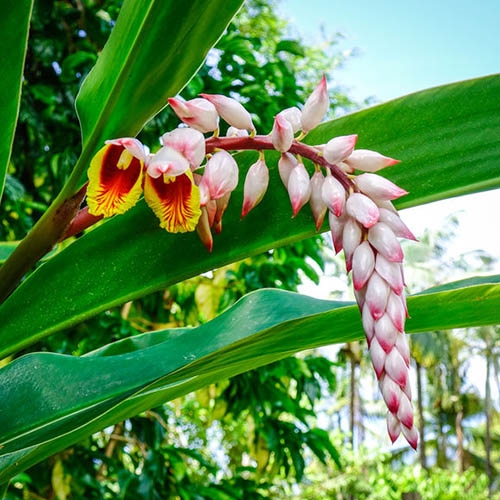 Growing Your Own Superfood Turmeric Plants The Herb Exchange