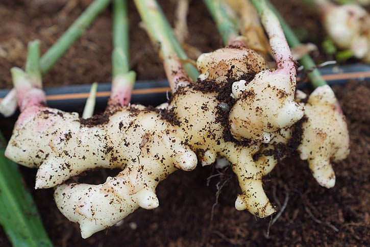 ginger plants