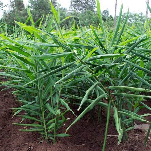 ginger plants