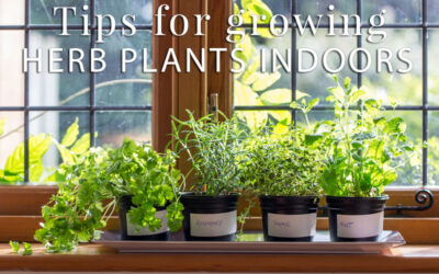 Tips For Growing Herb Plants Indoors