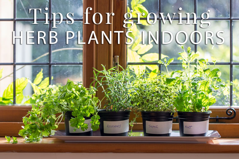 Tips For Growing Herb Plants Indoors, Herb Garden Tips And Tricks