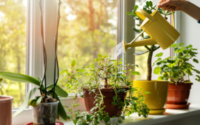 Grow Plants Indoors This Fall