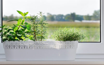 An Indoor Aromatic Herb Oasis