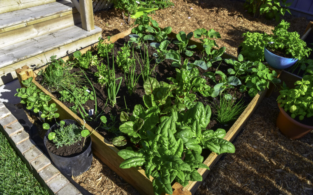 The Basics of Vegetable Gardening in Containers