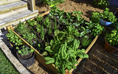 Container Gardening 101: Tips and Tricks for Starting a Container Garden