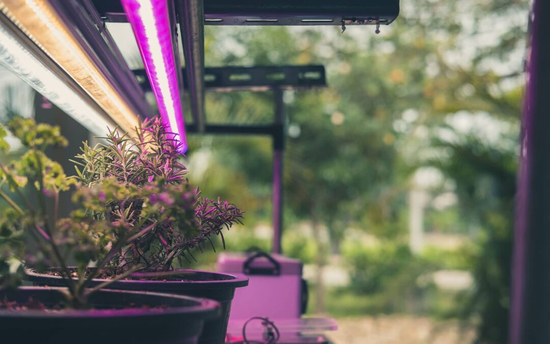 The Unscientific Guide to Grow Lights: How They Work & Why You Need One