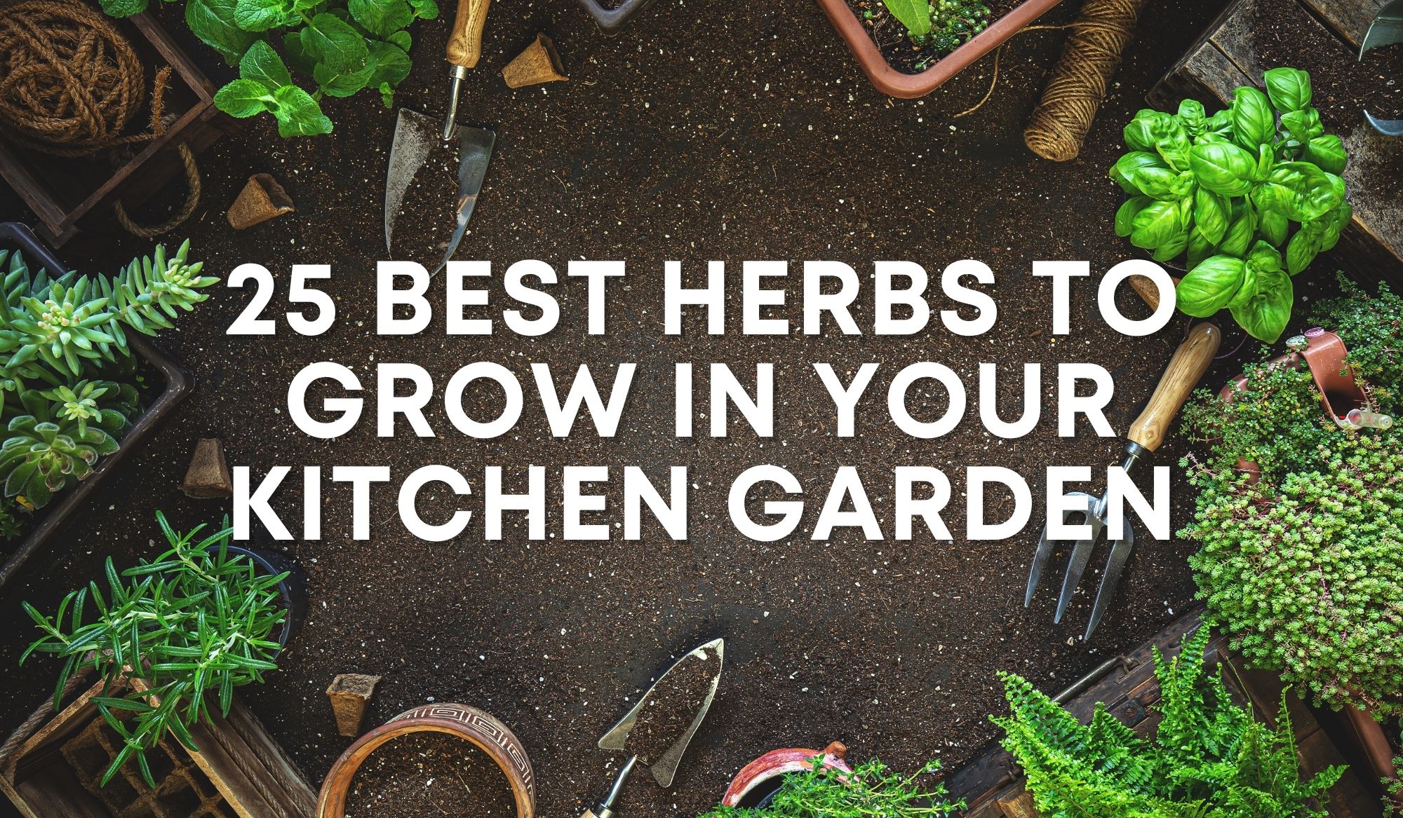 25 Best Herbs To Grow 