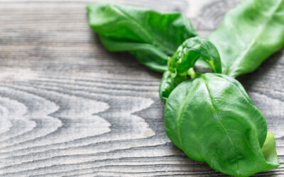 The Amazing Abilities of Basil: It’s Not Just Pesto Anymore