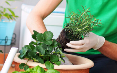 How to Help Your Herbs Beat the Heat