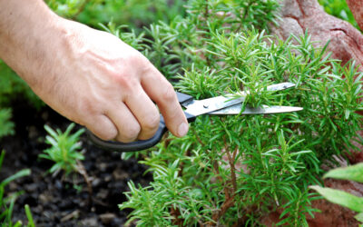 7 Common Herb Gardening Mistakes & How to Avoid Them