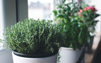 Herbs to Grow in Winter: 10 Herbs for Cold-Season Harvests